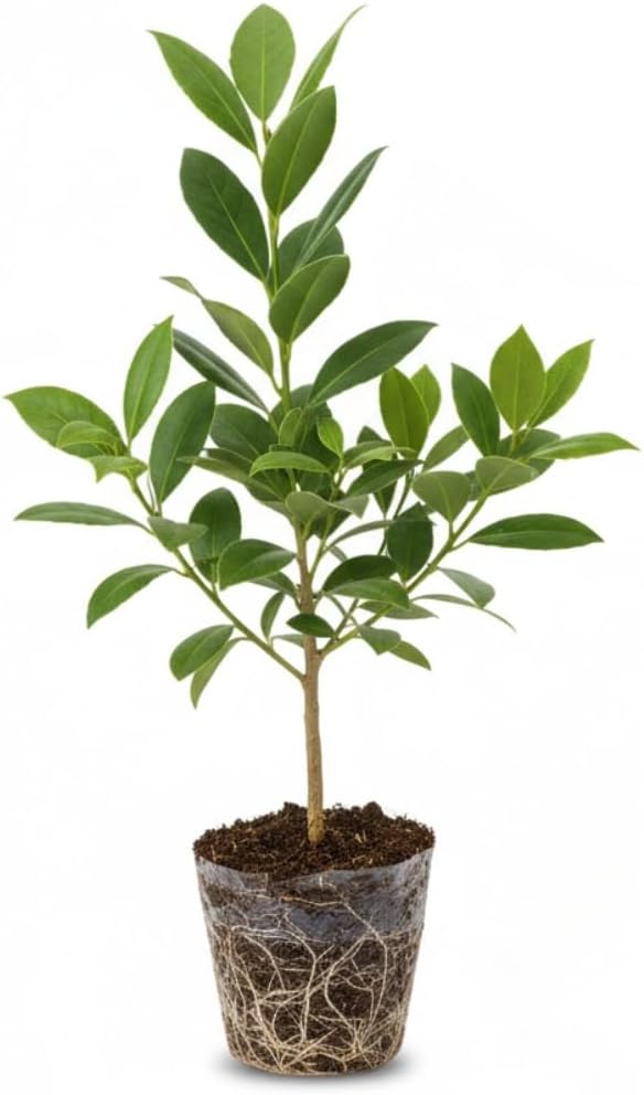 Bay Leaf Tree Live Plant | Laurus Nobilis Sweet Bay Tree | Bay Laurel Plant - 6 to 10 Inch Tall Starter Plant for Home & Garden, Well-Rooted