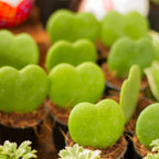 2 Hoya Heart Plant, 2 Inch Pot Size, Potted Heart-Shaped Succulent, Small Decorative Plant for Bright Indoor Areas and Shelves
