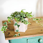 Glacier English Ivy in 6'' Inch Pot for Planting | Trailing & Climbing Easy-Care House Plant | Real English Ivy Plant for Indoor Décor