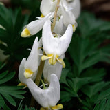 20 Dutchman’s Breeches Bare Root Plant, Dicentra cucullaria, Low Maintenance, East to Grow, Cold Hardy, Shade-Loving Perennial for Woodland Gardens & Landscapes