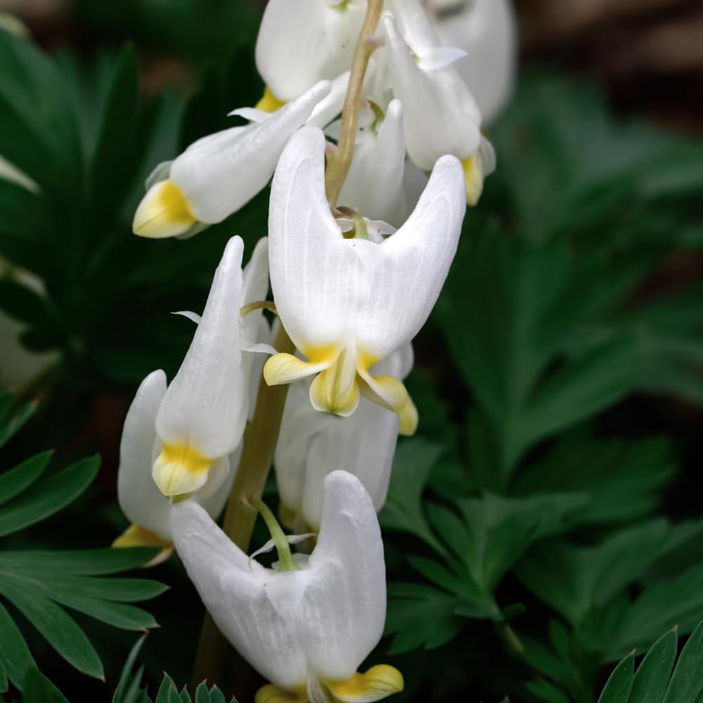 20 Dutchman’s Breeches Bare Root Plant, Dicentra cucullaria, Low Maintenance, East to Grow, Cold Hardy, Shade-Loving Perennial for Woodland Gardens & Landscapes