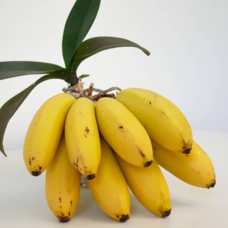 3 Dwarf Banana Tree Live Plant, Grand Nain Banana Plant Live 12–24 Inch Tall, Compact Tropical Plant for Outdoor Growing, Containers and Patios