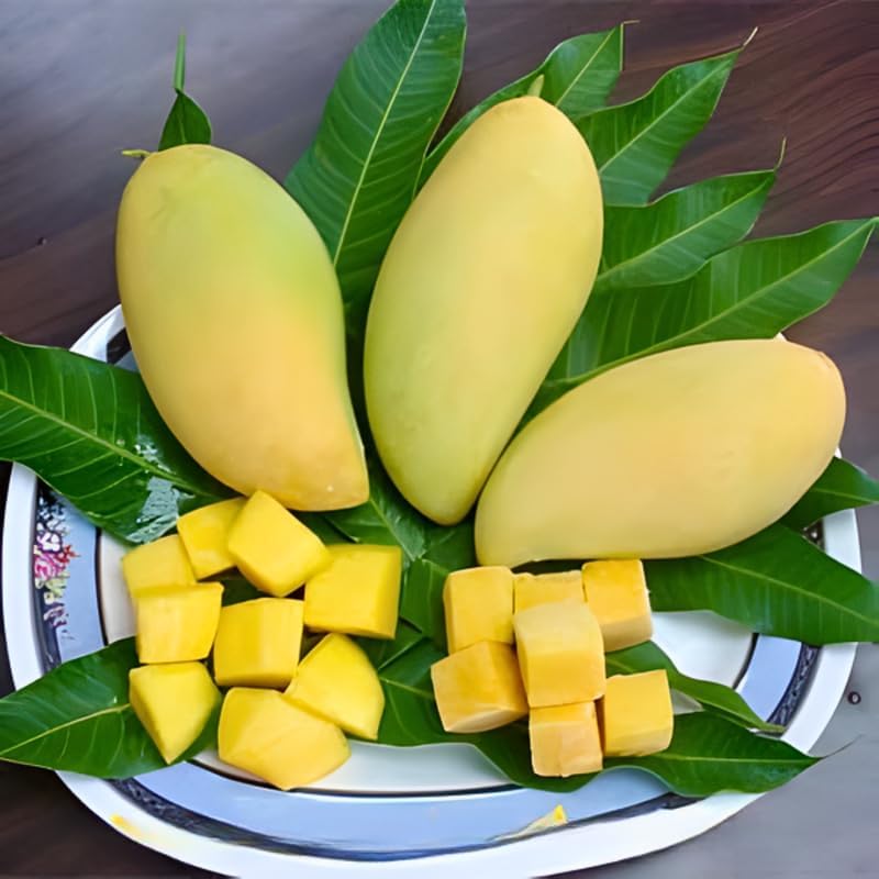 Live Keo Savoy Mango Tree 2.5–3 Ft | Sweet Tropical Mango | Fruit Tree for Yard & Patio | No Ship to CA, HI, AK