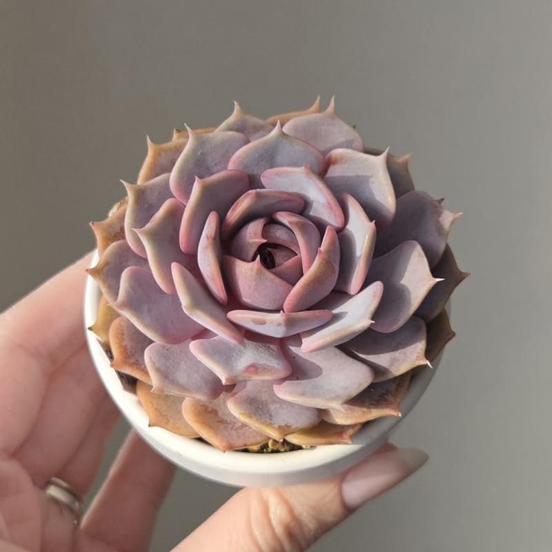 Echeveria Minima Live Succulent in 2 Inch Potted, Plant for Home Office, Wedding Hanging Decoration & DIY Projects