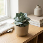 2 Live Succulent Plant, Variegated Agave in 4 Inch Pot, Dwarf Agave Isthmensis Plant for Living Rooms & Patio, Easy to Care Drought Tolerant Decor