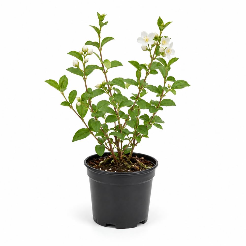 Mock Orange Shrub, 4-6" Potted Plant Starter, High-Vigor Cold-Hardy Bush for Backyard Gardens, Beautiful White Blossoms & Growth Habit