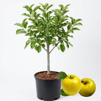 (No Ship to CA,HI,AK) Golden Delicious Apple Tree in 5 Gallon Established Pot, Live Fruiting Shrub for Homegrown Summer and Fall Harvests