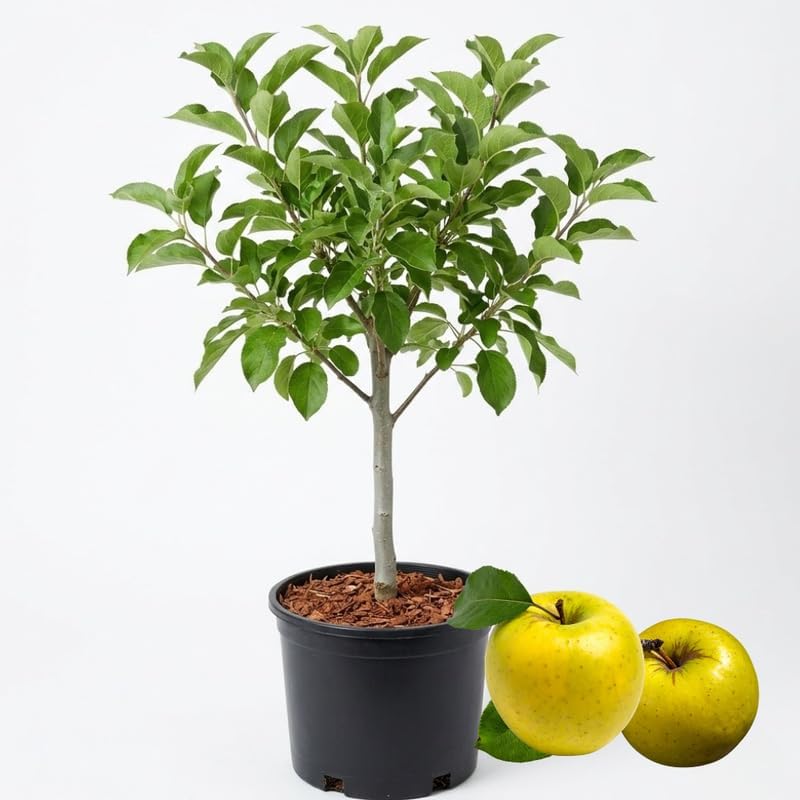 (No Ship to CA,HI,AK) Golden Delicious Apple Tree Live Plant, 5 Gallon Pot, Sweet Yellow Edible Fruit Tree for Home Orchards and Backyards
