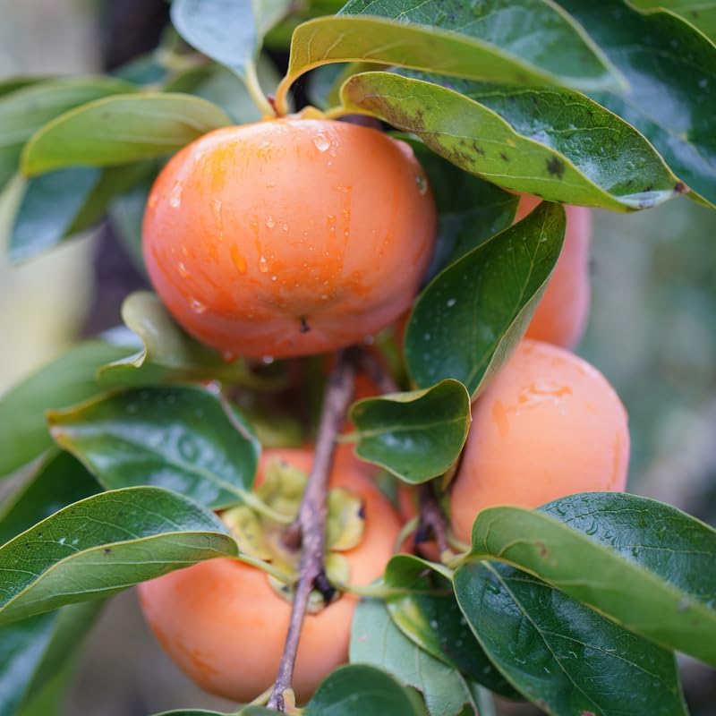 2 American Persimmon Tree for Planting – 12 to 24 Inch Tall Potted Live Fruit Plant | No Ship to CA