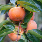 2 American Persimmon Tree for Planting – 12 to 24 Inch Tall Potted Live Fruit Plant | No Ship to CA