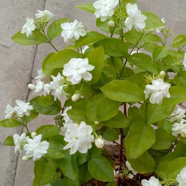Belle of India Jasmine Plant Live | Size 4 to 5 Inch Tall | Housewarming Friendship Gifts for Women Best Friend Presents for Mom Birthday Gift for New Home