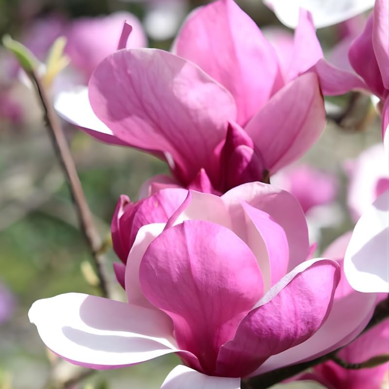 2 Jane Magnolia Tree Live | Jane Magnolia Plants Live for Gardens | 8–12 Inches Tall Young Rooted Cuttings | Great for Landscape Projects and Home Gardens