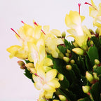 2 Orange Christmas Cactus Plant Live | 3 to 4 Inch Tall Indoor | Housewarming Friendship Gifts for Women Best Friend Presents for Mom Birthday Gift for New Home