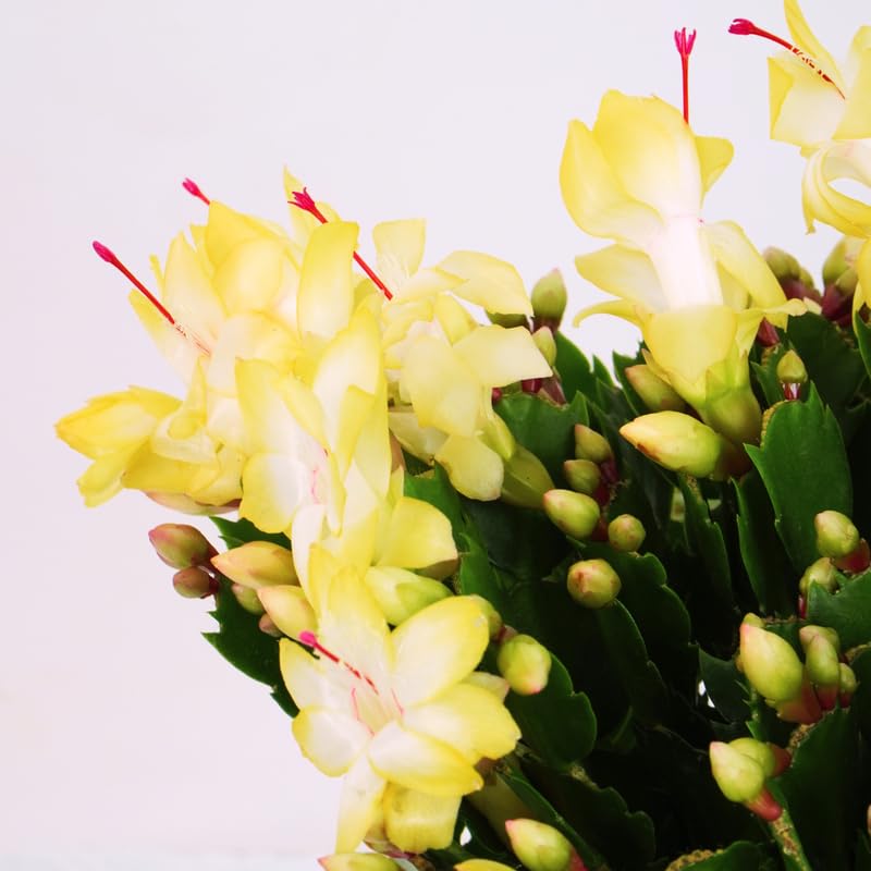 2 Yellow Christmas Cactus Plant Live | 3 to 4 Inch Tall Indoor | Housewarming Friendship Gifts for Women Best Friend Presents for Mom Birthday Gift for New Home