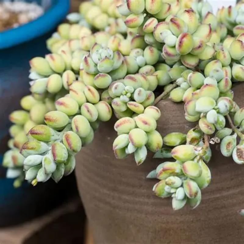 Cotyledon Pendens Succulent Plant Live – 4 Inch Pot | Rare Trailing Houseplant | Easy-Care Indoor Succulent