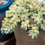 Cotyledon Pendens Succulent Plant Live | 4 Inch Pot Rare Trailing Variety Houseplant for Indoor Growing and Collections