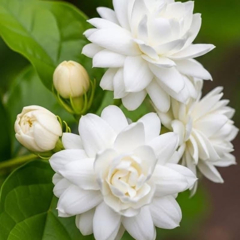 Frostproof Gardenia Jasminoides Plant, 4-5" Tall, High-Vigor Cold-Hardy Evergreen for Home Landscapes, Fragrant White Blossoms for Sun or Shade