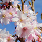 2 Live Autumn Alice Cherry Trees | 8-12 Inch Bare Root Live Seedlings | Fast-Growing Ornamental Flowering Shrub | Robust Well-Rooted Plants