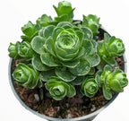 Mountain Rose Succulent Greenovia Dodrentalis Live Plant in 2-Inch Pot | Unique Rose-Shaped Crassulaceae for Indoor Home and Office Decor