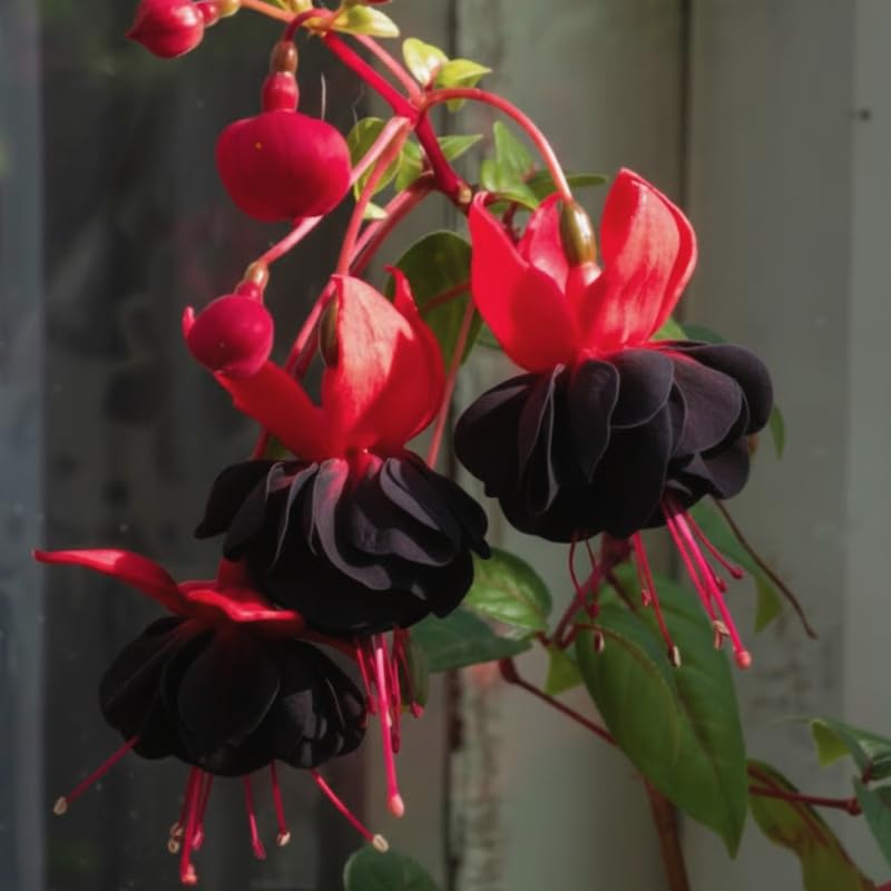 Fuchsia Plants Live, Gold and Red Foliage, 6-12 Inch Tall, Autumnale Variety, Trailing Flowering Plant, Ideal for Hanging Baskets