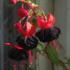 Fuchsia Plants Live, Gold and Red Foliage, 6-12 Inch Tall, Autumnale Variety, Trailing Flowering Plant, Ideal for Hanging Baskets
