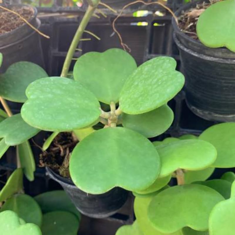 Hoya Kerrii Heart Plant Live, 2 Inch Pot, Hoya Plants Live Houseplants, Unique Indoor Succulent for Desks and Gifts