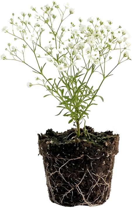 White Baby's Breath Plant, 3-4 Inch Bare Root Size, Low Maintenance Flowering Perennial for Sunny Landscapes