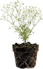 White Baby's Breath Plant, 3-4 Inch Bare Root Size, Low Maintenance Flowering Perennial for Sunny Landscapes