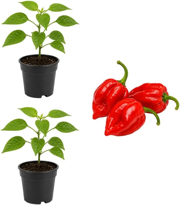 2 Habanero Pepper Plants Live, 2.5" Pot Live Pepper Plants, Fast Growing, Low Maintenance Chili Pepper for Backyard Kitchen Garden
