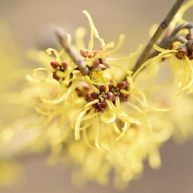 10 Witch Hazel Shrub Live Plant | 1-2ft Bare Root Seedlings | Mature Established Flowering Shrub | Ready to Plant Large Ornamental Shrub