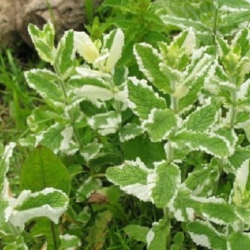 2 Chocolate Mint Plants, 3-Inch Pot, Mint Plants Live, Fast Growing Aromatic Perennial for Modern Landscape and Herb Gardening