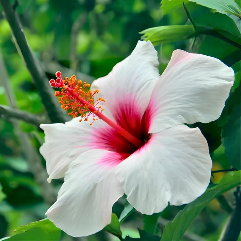 2 Red Heart Althea Rose of Sharon Live Plant | 12–18 Inch Tall | White Hibiscus Plant Featuring Red Center Flowers | Hardy Outdoor Flowering Shrub for Garden, Yard & Landscape Planting