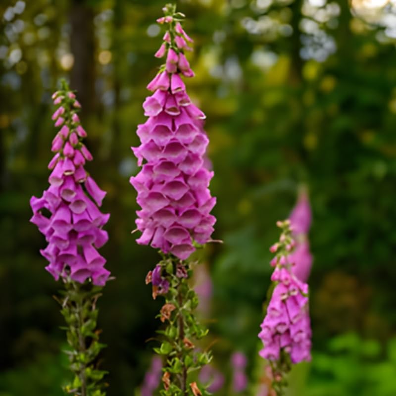 Foxglove Live Plant in 3-Inch Pot, Digitalis Purpurea Tall Flowering, Bell-Shaped Purple Blooms for Cottage Gardens and Borders