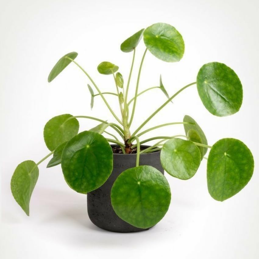 2 Chinese Money Plant Live House Plant in 6 Inch Pot, Pilea Peperomioides Plant, Attractive Indoor Greenery for Desks, Shelves & Small Spaces, Real Plants for Home & Office Décor