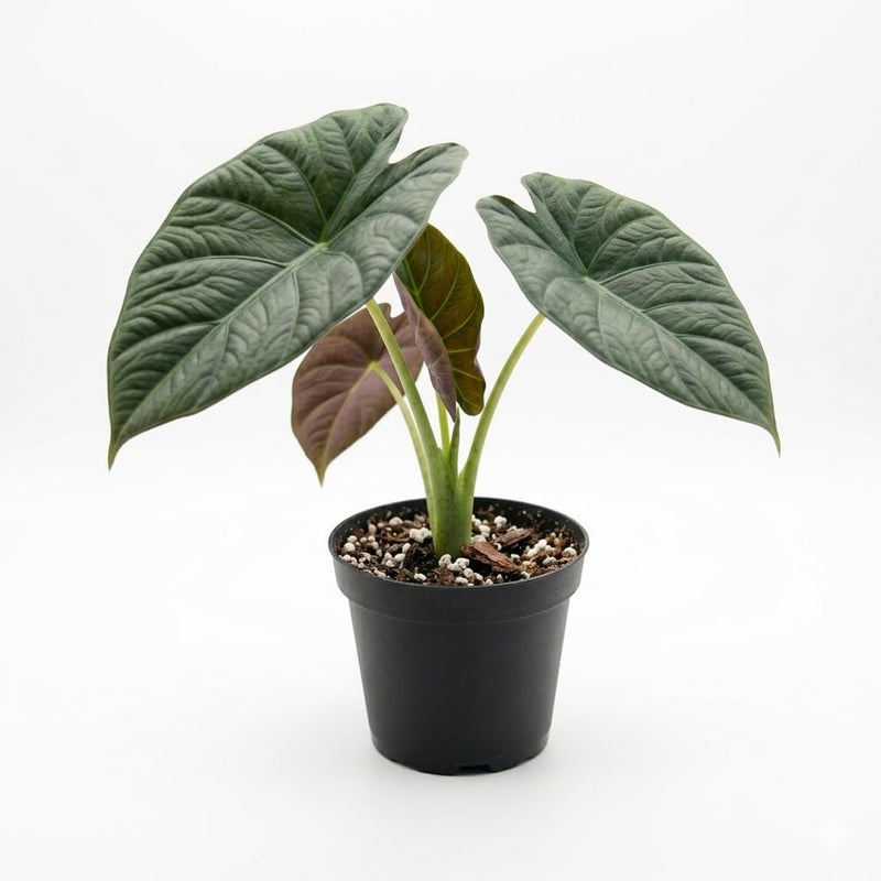 Regal Shield Alocasia Live Plant, 4-Inch Tall, Easy Care Rare Alocasia Plant, Decorative Foliage Plant for Home, Office or Garden