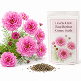 50 Cosmo Seeds for Planting, Double Click Rose Bonbon, High Yield, Easy to Grow, Ideal Choice for Romantic Bouquets and Elegant Floral Designs