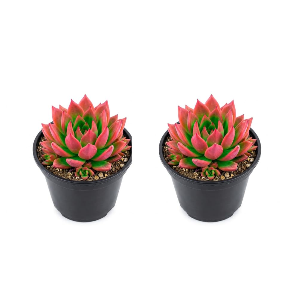 2 Echeveria Chroma Succulent Plants Live, 2 Inch Pot, Rare Live Succulent, Easy Care, Vibrant Color Indoor Houseplant for Home, Office Décor, Small Spaces & Gifts