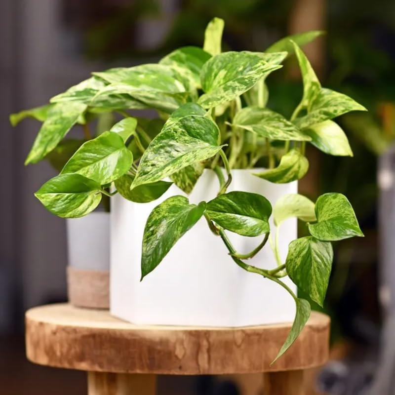 N’Joy Pothos Live Houseplant in 4 Inch Pot |Epipremnum Aureum Tree for Planting | Ideal Live Pothos Plant for Shelves, Desktops & Hanging Pots – Hardy
