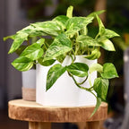 N’Joy Pothos Live Houseplant in 4 Inch Pot |Epipremnum Aureum Tree for Planting | Ideal Live Pothos Plant for Shelves, Desktops & Hanging Pots – Hardy