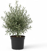 Live Arbequina Olive Trees (2.5–3 Ft Tall) | Compact, Drought-Tolerant Olive Tree for Indoor & Outdoor Spaces (No Ship to CA,HI,AK)