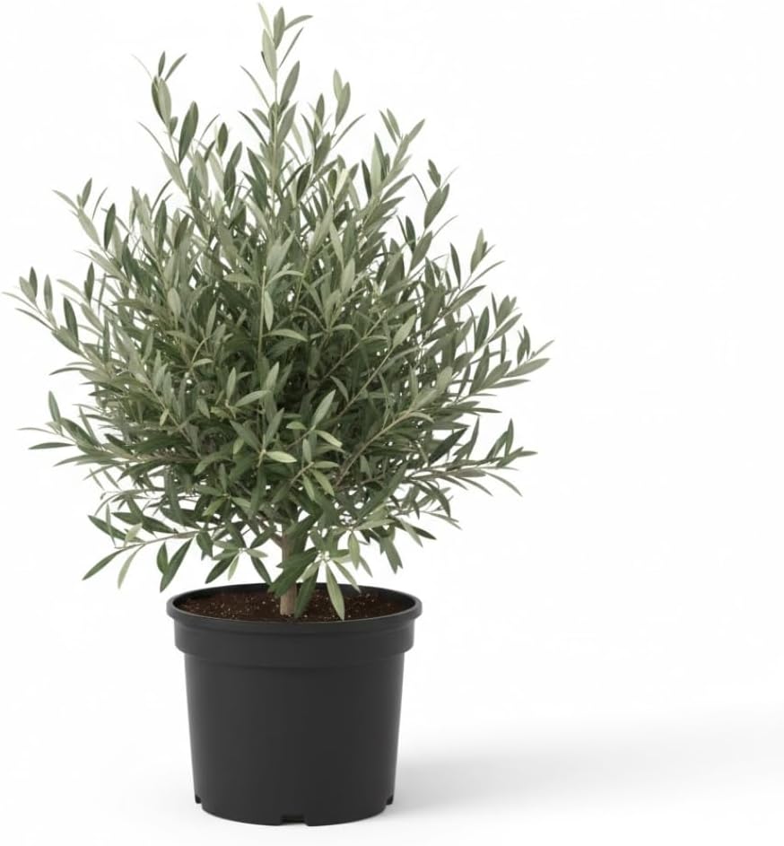 Live Arbequina Olive Trees (2.5–3 Ft Tall) | Compact, Drought-Tolerant Olive Tree for Indoor & Outdoor Spaces | No Ship to CA,HI,AK