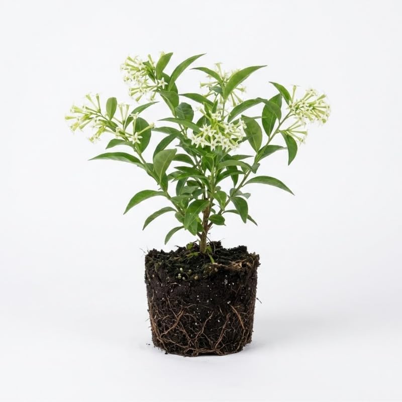 Night Blooming Jasmine Plant Live, 8" Bare Root Seedling, Fast Growing Cestrum Nocturnum Shrub, Well-Rooted Plant for Home and Garden