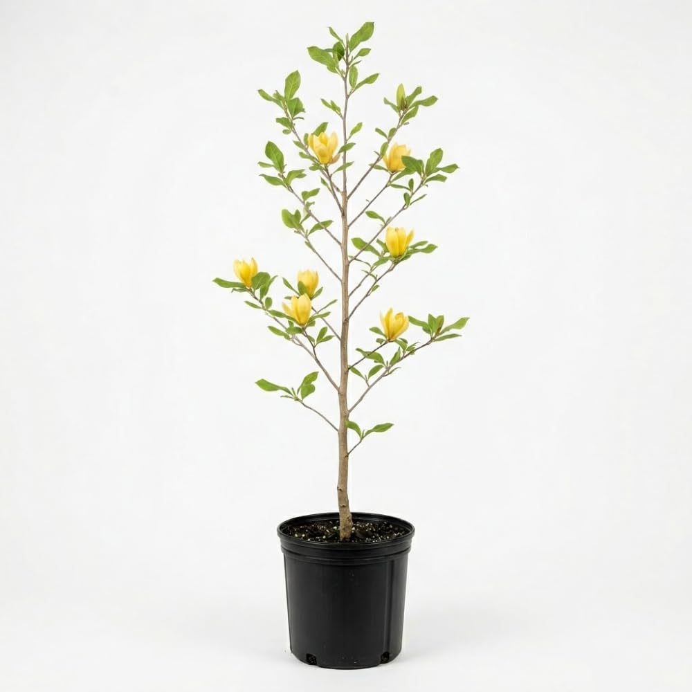 Ann Magnolia Tree, 12-18 Inch Tall in 1 Gallon Pot, Deep Pink Flowering Deciduous Shrub for Backyard and Garden Rows