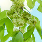 American Elm Native Trees Live Plant | Fast-Growing Cold Hardy Elm Tree for Landscaping | 6-12 Inc Live Tree for Yard, Garden & Windbreaks