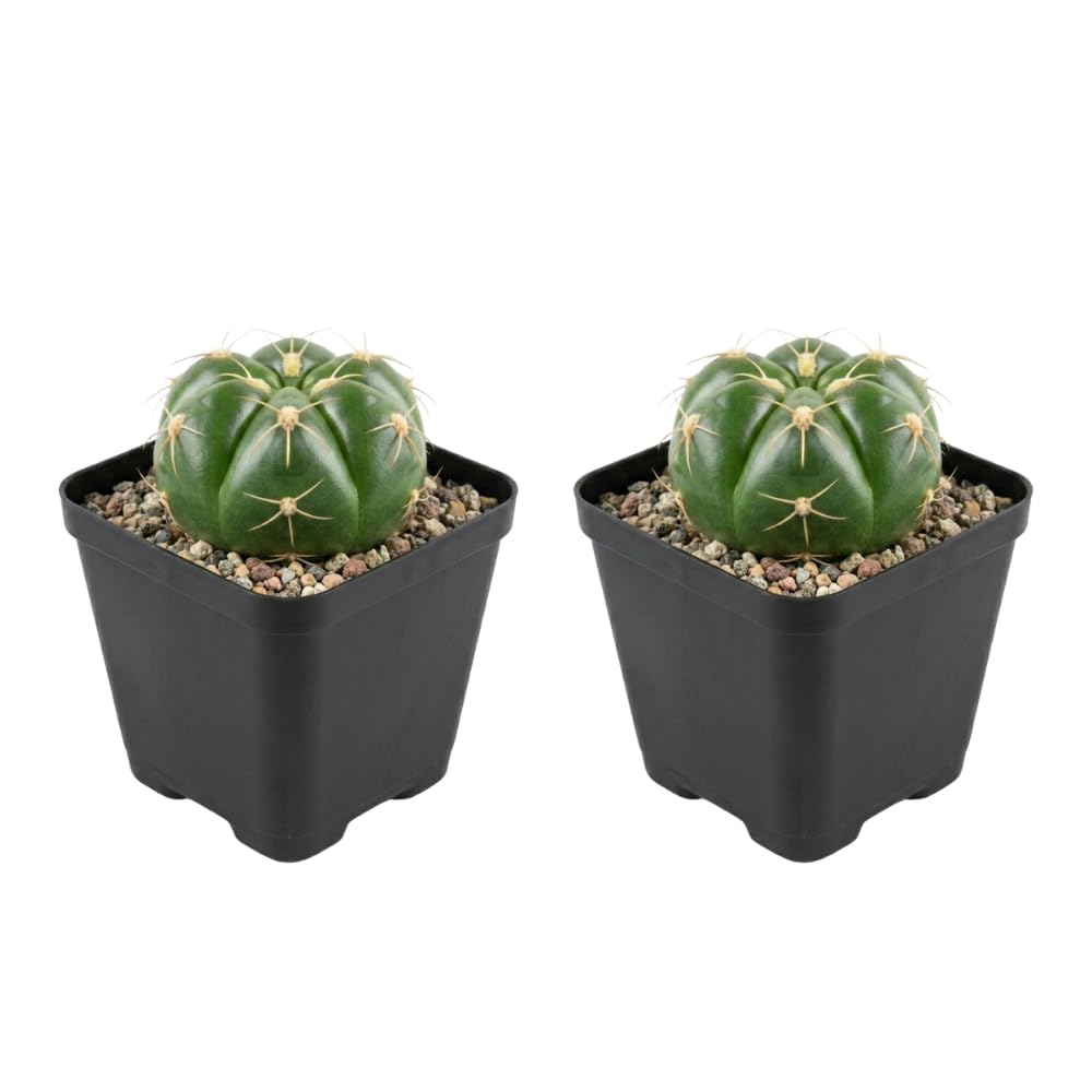 2 Live Cactus Plants Gold Ladyfinger Mammillaria Elongata, 4" Pot, Fully Rooted, Low Maintenance Rare Succulent Plant Live, Ideal for Succulent Collections & Indoor Décor