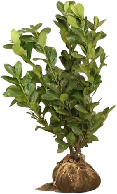 2 Cherry Laurel Live Bare Root Seedlings | 12-24" Rooted Cuttings | Cold-Hardy Evergreen Shrub | Well-Rooted Native Plants for Outdoor Garden