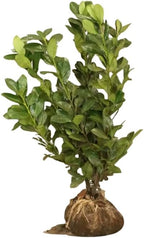 2 Cherry Laurel Live Bare Root Seedlings | 12-24" Rooted Cuttings | Cold-Hardy Evergreen Shrub | Well-Rooted Native Plants for Outdoor Garden