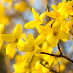 Lynwood Gold Forsythia Live Plant | 2.5-Inch Pot | Forsythia Bush Plant for Outdoor Growing | Ideal for Garden Planting and Landscape Use