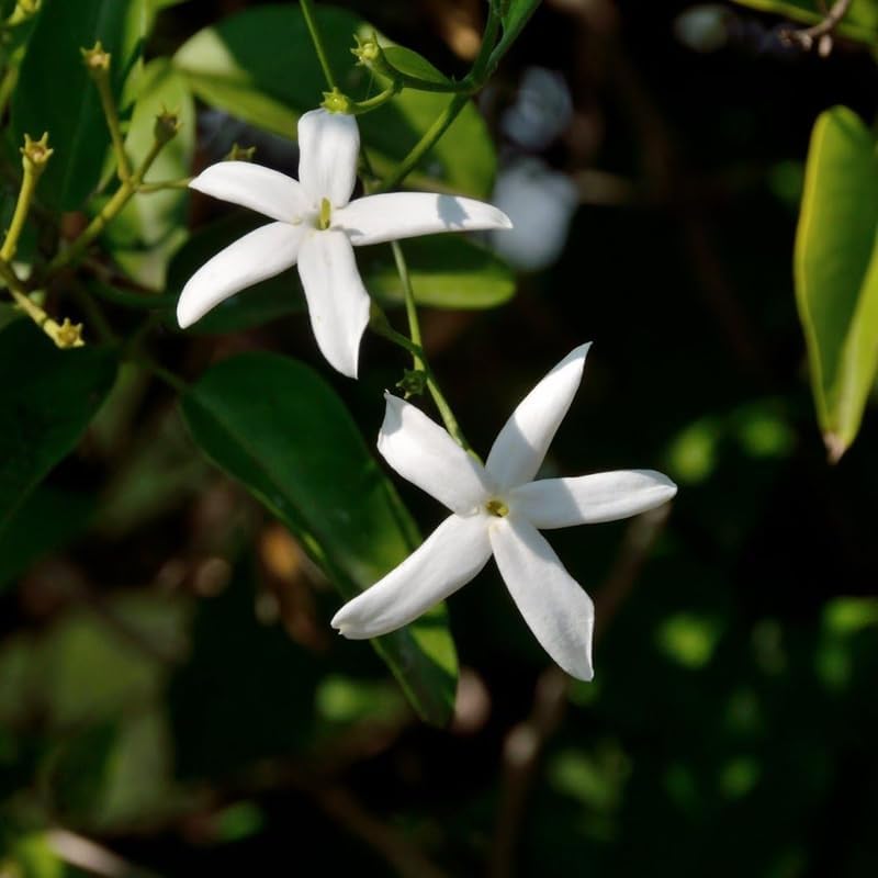 Downy Jasmine Plant Indoor Live | Fragrant White-Blooming Vine | Low Maintenance Live Jasmine Plant for Shelves, Desks & Balcony