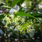 Night Blooming Jasmine Plant Live, 8" Bare Root Seedling, Fast Growing Cestrum Nocturnum Shrub, Well-Rooted Plant for Home and Garden